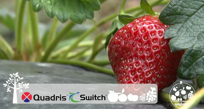 Quadris&Switch >> Kvalitet se uvek isplati