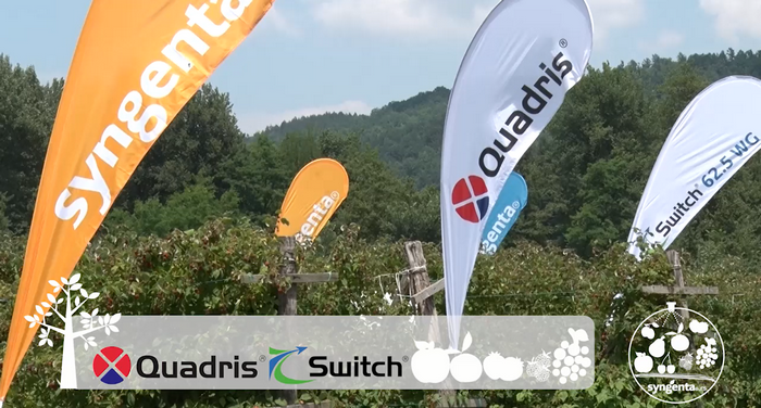 Quadris&Switch >> Kvalitet se uvek isplati