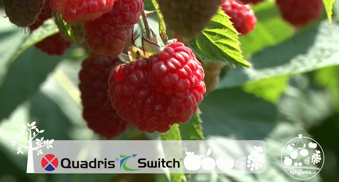 Quadris&Switch >> Kvalitet se uvek isplati