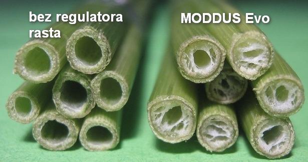 modusevo-delovanje-syngenta-regulator-rasta