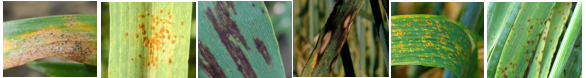bolesti-psenice-elatusera-novi-fungicid-syngenta