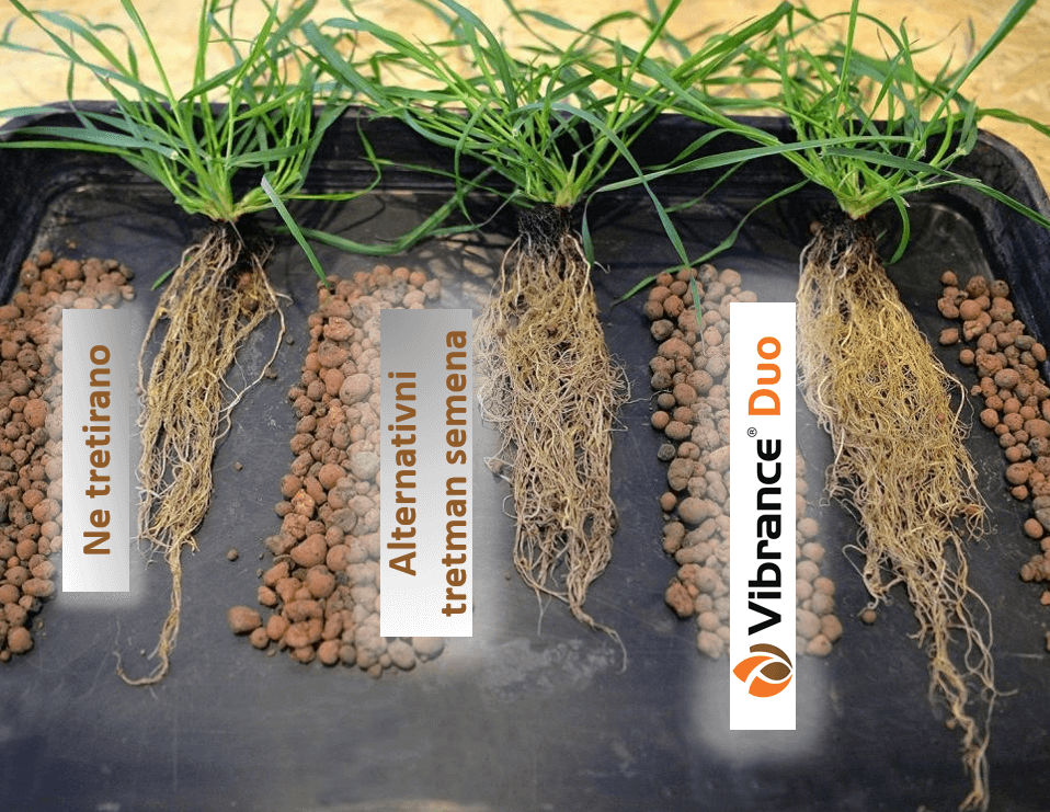 Syngenta-Vibranceduo seedcare