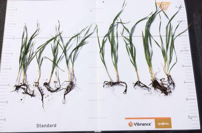 Syngenta-Vibranceduo seedcare