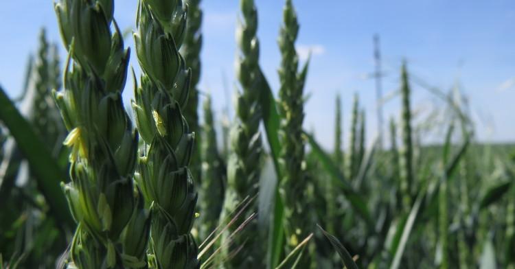 sorte-psenice-syngenta