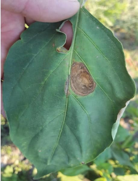 Alternaria solani