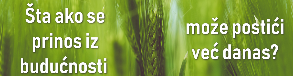 jecam-hibrid-syngenta-hyvido