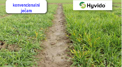 korenov-sistem-hyvido-syngenta-jecam-uporedjivanje-konvencionalni-jecam