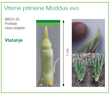 ModusEvo-vreme-pripreme-Syngenta