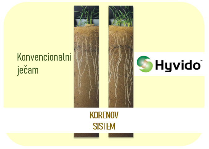 korenov-sistem-hyvido-syngenta-jecam-uporedjivanje-konvencionalni-jecam