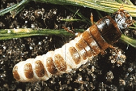 CelestPlus tretiranje semena psenice