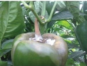 Botrytis cinerea