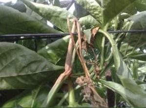 Botrytis cinerea