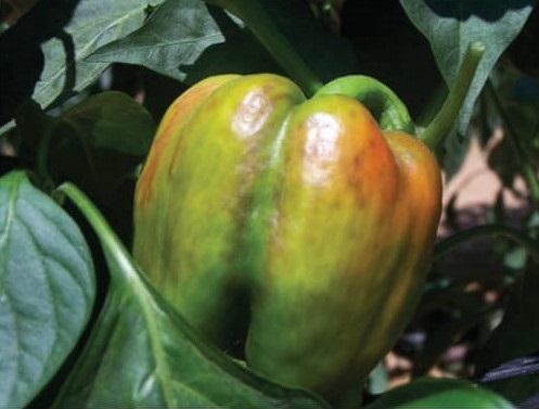 Cucumber Mosaic Virus - CMV