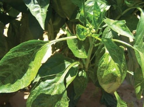 Cucumber Mosaic Virus - CMV