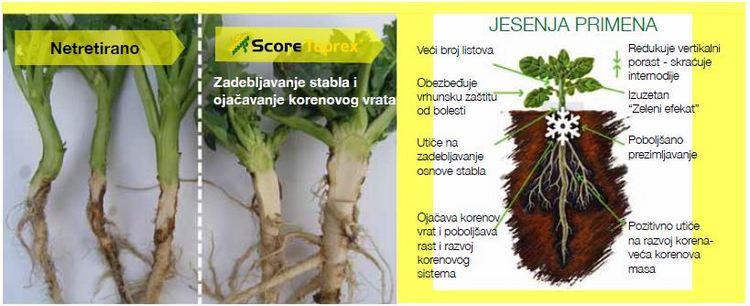 Syngenta-scoretoprex-zastita-jesen-uljana-repica