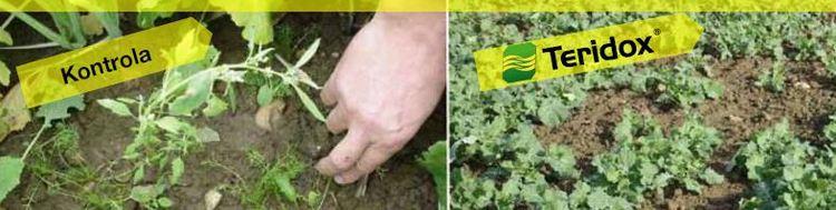 Syngenta-scoretoprex-zastita-jesen-uljana-repica