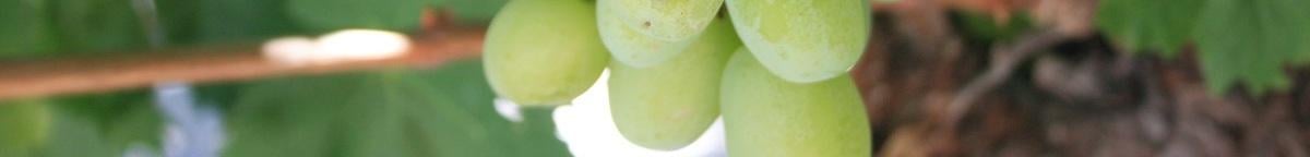 vinova-loza-grozdje-zastita-syngenta
