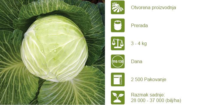 Syngenta seme kupus Agressor.