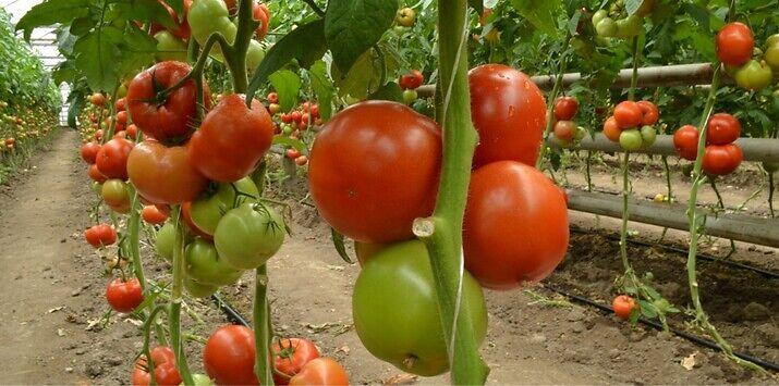 Syngenta seme paradajz Grumira.