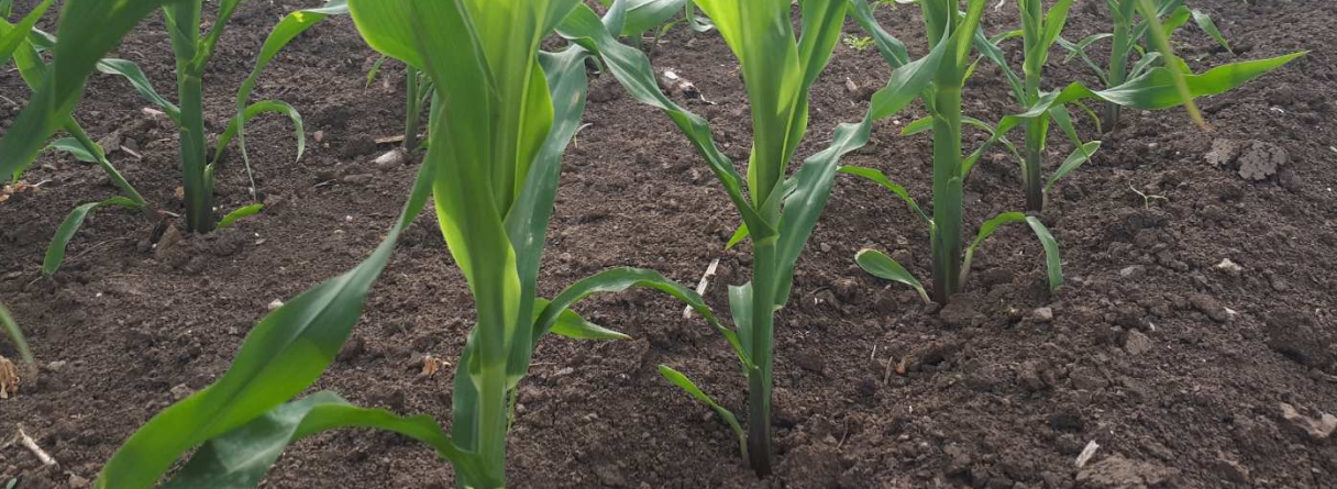 suzbijanje-korova-u-kukuruzu-syngenta