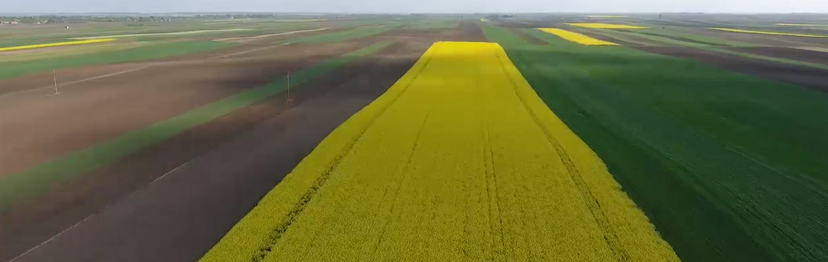 syngenta-seme-ratarskih-useva
