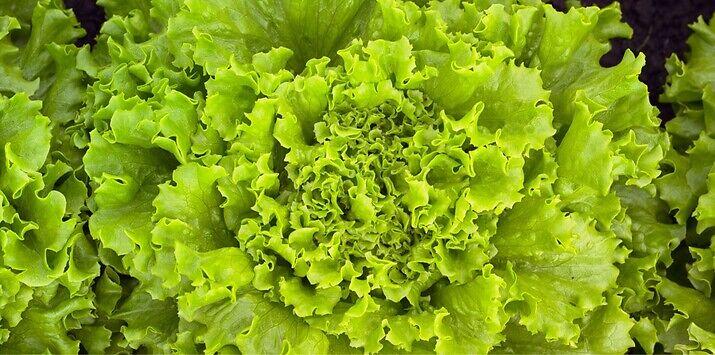 Seme salata batavia Vignole od Syngenta.