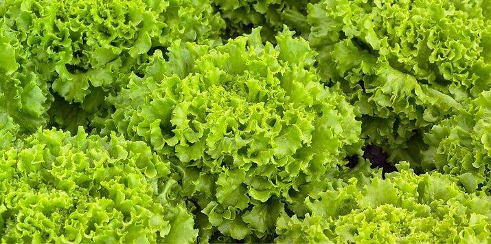 Seme salata batavia Vignole od Syngenta.