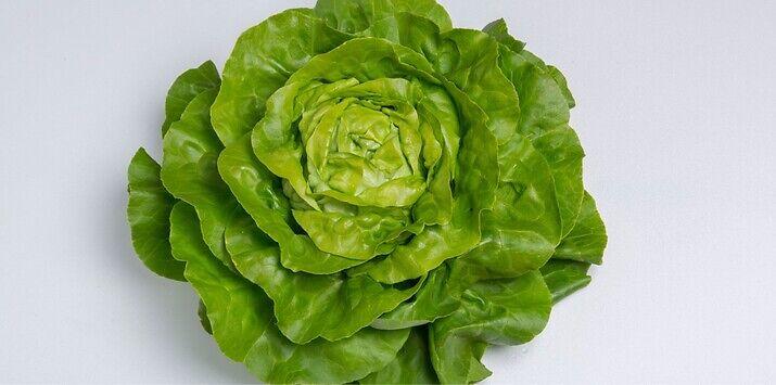 Seme salata Julian od Syngenta.