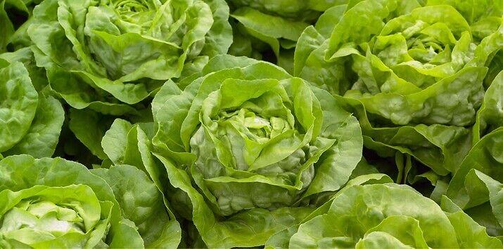 Seme salata Julian od Syngenta.