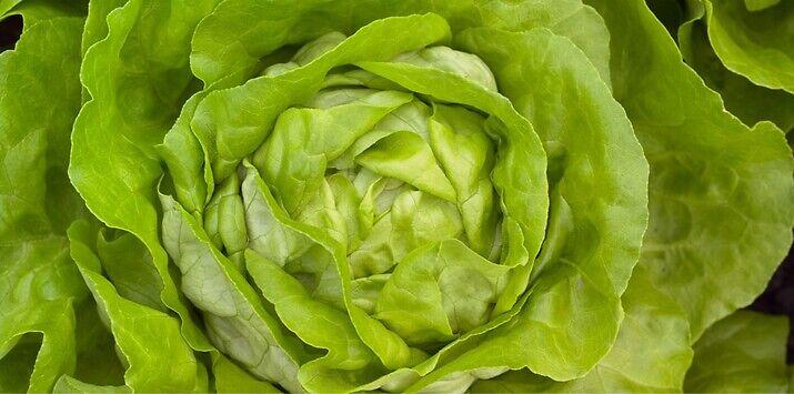 Seme salata Julian od Syngenta.