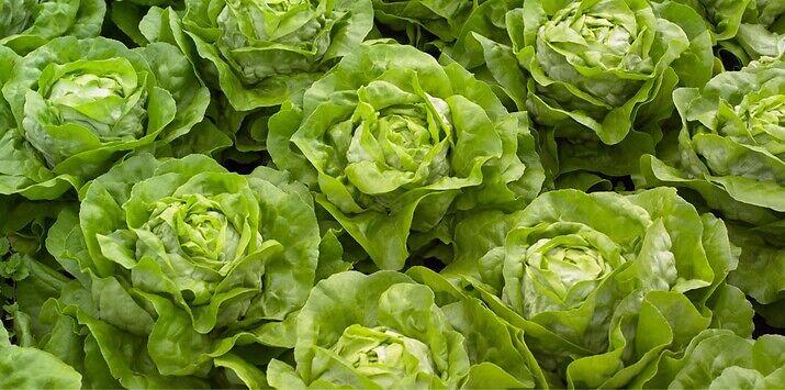 Seme salata Julian od Syngenta.