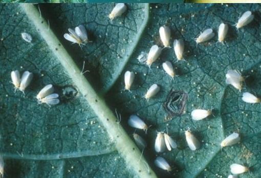 Afinto-insekticid-protiv-lisnih-vasi-Syngenta