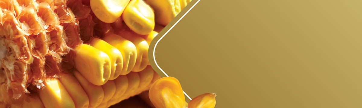 corn
