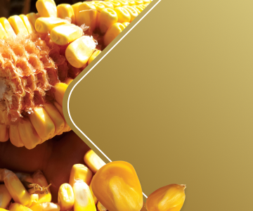 corn