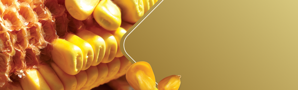 corn