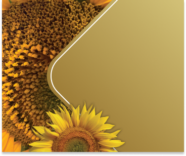KV – Sunflower – 360px