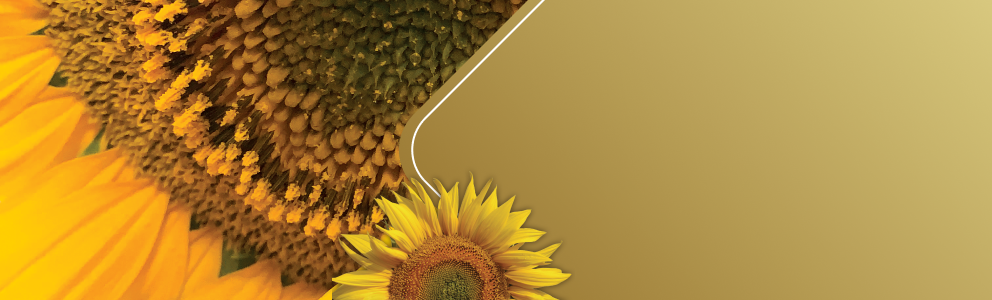 KV – Sunflower – 992px