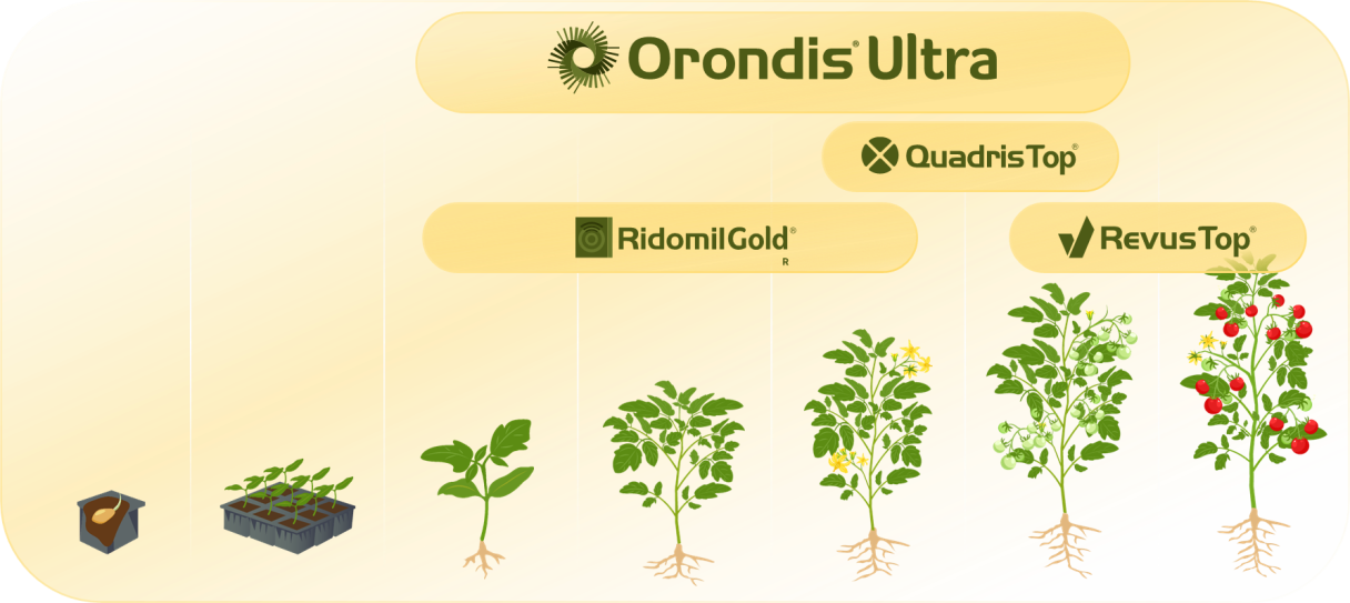 Pozicija primene Orondis Ultra u paradajzu