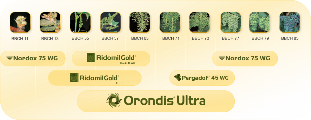 Pozicija primene Orondis Ultra u vinovoj lozi