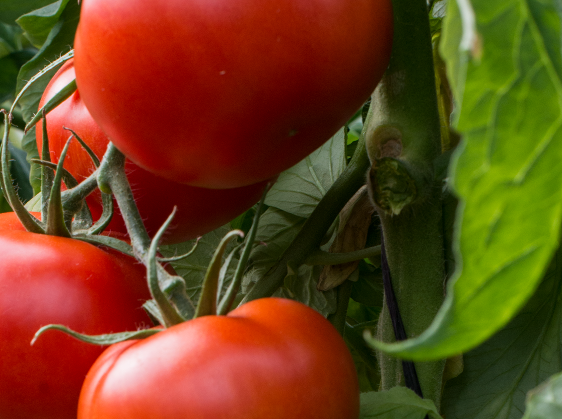 syngenta-zastita-povrca-paradajz_1132x849_podloga_99.png