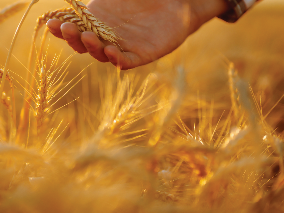 syngenta-zastita-psenice_1132x849_podloga_2.png