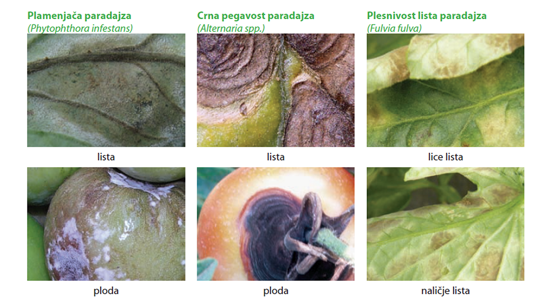 bolesti-paradajza-zastita-syngenta.png