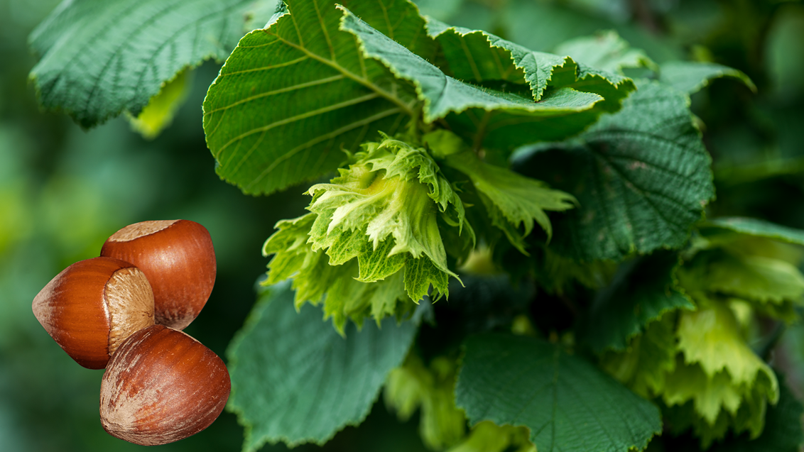 syngenta-adinik-lesnik-zeleni_dodat_plod_1132x637.png