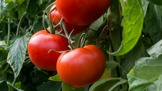 syngenta-zastita-povrca-paradajz_570x320.png