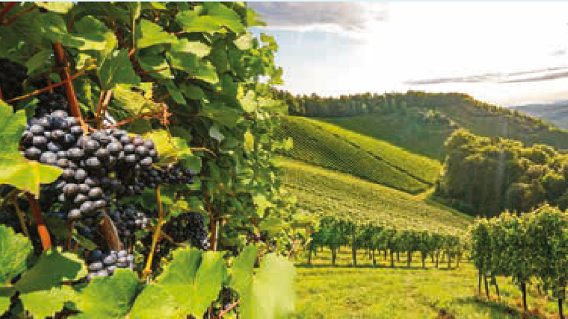 vinova-loza-zastita-syngenta_1132x637_2.png