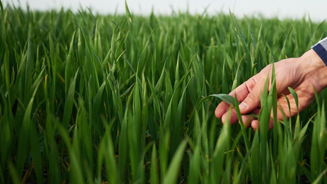 psenica-zerlena-zastita-syngenta_1132x637.png