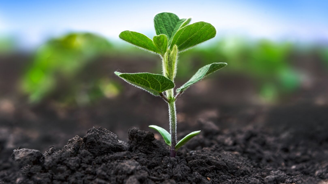 zastita-soja-syngenta