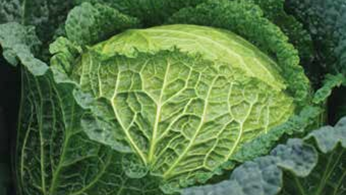 baikal-kelj-povrce-seme-syngenta_1132x637.png