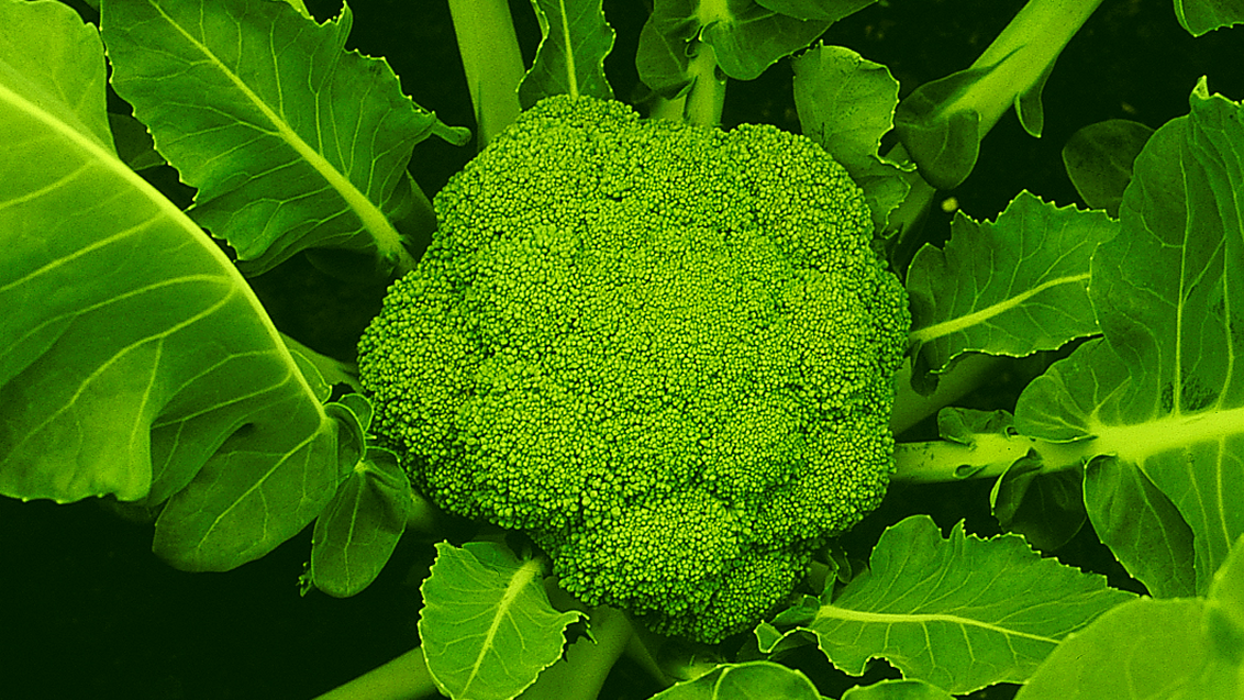 brokoli-syngenta-povrce_1132x637_2.png