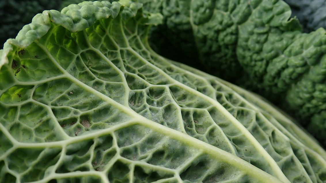 kelj-povrce-seme-syngenta_1132x637.png